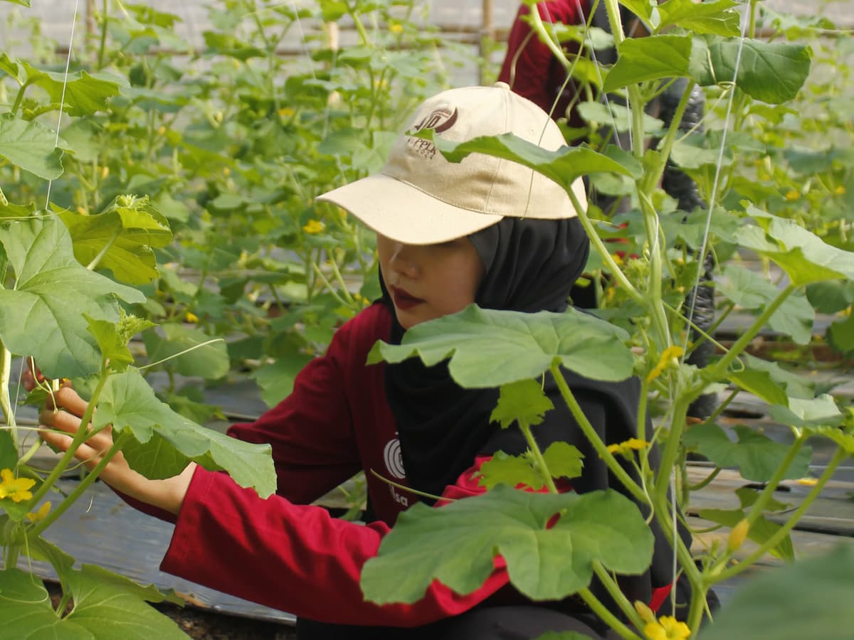 Mengapa Memilih Melon Agro Lestari untuk Kebutuhan Anda