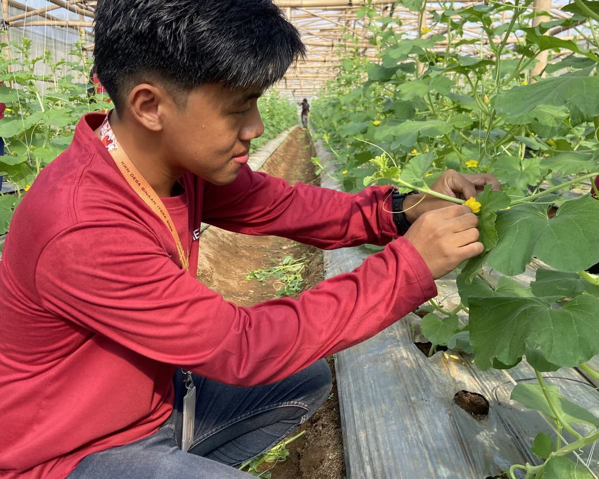 Cara Mengelola Nutrisi Melon Agar Panen Melimpah