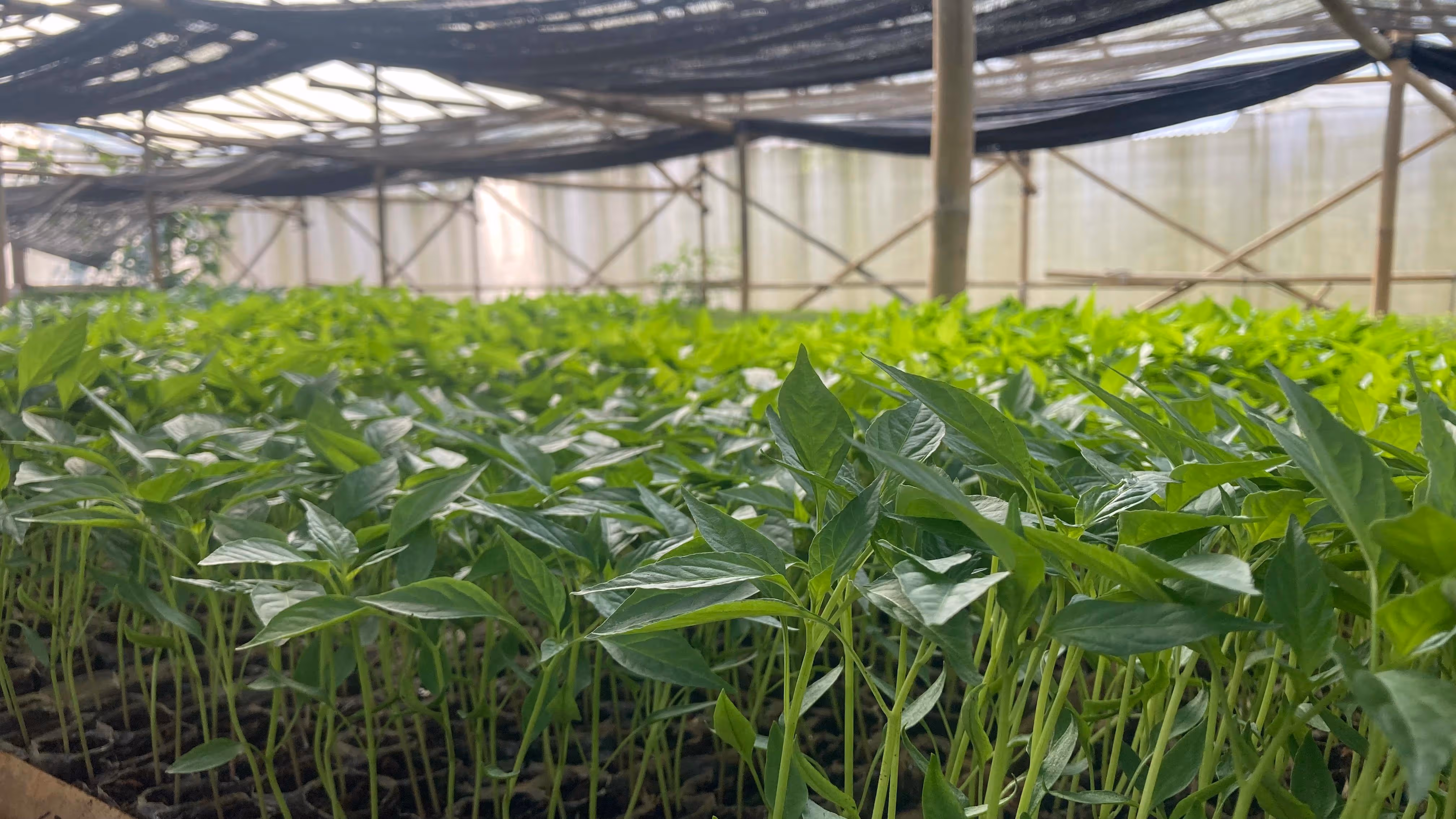 Segala Bibit Cabai, Terong, dan Lainnya