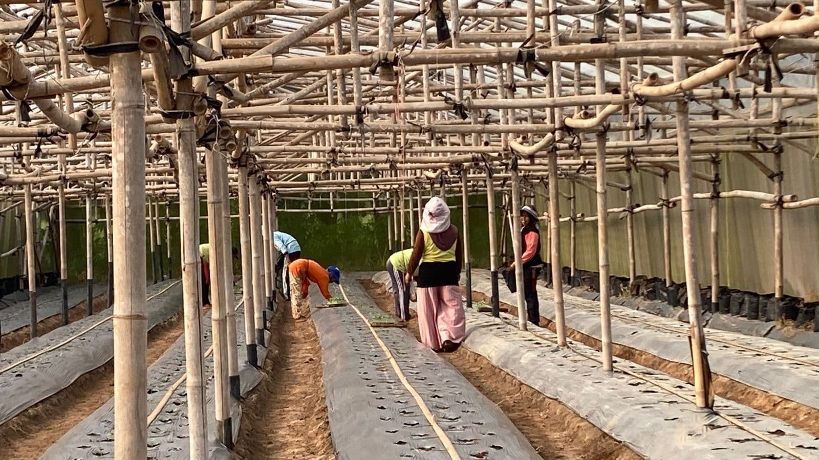 Budidaya Melon Premium